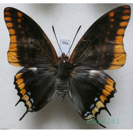 Charaxes jasius (Linnaeus, 1767) female Croatia 61mm96a
